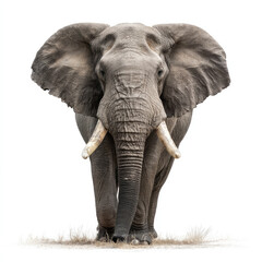 Naklejka premium Elephant portrait