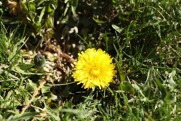 Beautiful dandelion flowers and green grass outdoors