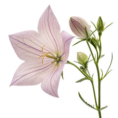 Obraz premium balloon flower flower in Transparent Background Light Pink Campanula Flower with Buds on a Transparent Background