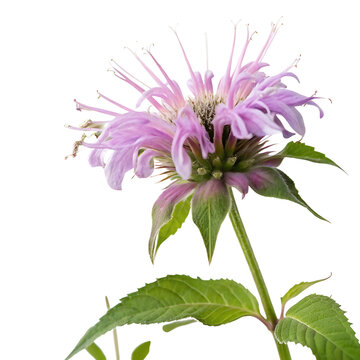 bee balm flower in Transparent Background vibrant purple bergamot flower with detailed green leaves against a Transparent Background