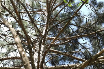 Tree crown with branches outdoors, low angle view
