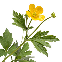 buttercup flower in Transparent Background Yellow Buttercup Flower with Green Leaves on Transparent Background
