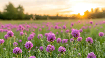 Pink phacelia (Phacelia tanacetifolia) field at summer sunset