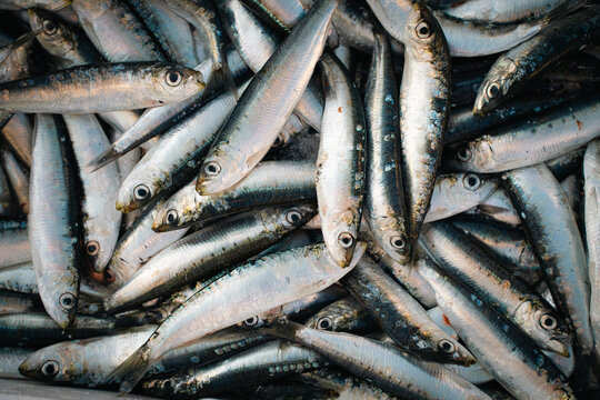 sardines fish on the market