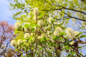Blossoming Fothergilla major, Mountain witch-alder