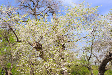 Fototapeta premium Spring in Central Park, New York City