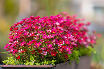 Selective focus of red pink flowers in garden, Saxifraga bryoides or known by the common name of...