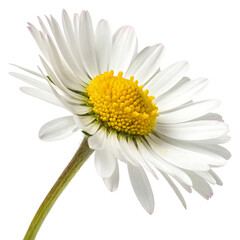 Naklejka premium daisy flower in Transparent Background A Single Daisy Flower with White Petals and a Bright Yellow Center Isolated on Transparent Background