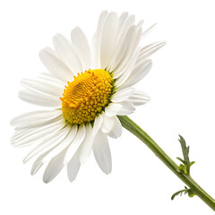 daisy flower in Transparent Background A Single White Chamomile Flower with Yellow Center Isolated on Transparent Background
