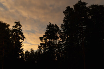 Atmospheric night landscape of Estonia: silhouettes of tall trees against a cloudy sky, studded with stars.