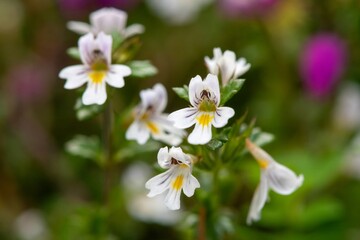 Eyebright (euphrasia officinalis) flowers
