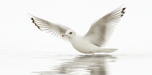Obraz premium The bird glides effortlessly across the peaceful water during the early morning light