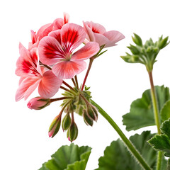Obraz premium geranium flower in Transparent Background Pink and Red Geranium Flower with Buds and Green Leaves against a Transparent Background