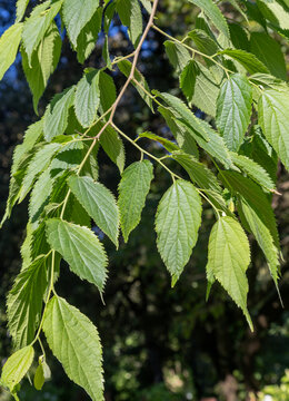 Celtis australis, the European nettle tree, Mediterranean hackberry, lote tree, or honeyberry, is a deciduous tree native to Southern Europe. Leaves detail
