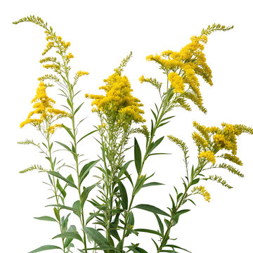 goldenrod flower in Transparent Background Three Goldenrod Plants with Vibrant Yellow Flowers Against a Transparent Background