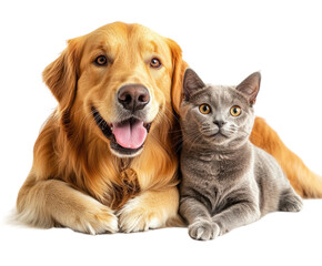 Fototapeta na wymiar Playful dogs and cats together at home pet isolated on transparent background
