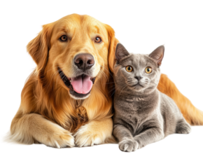 Playful dogs and cats together at home pet isolated on transparent background