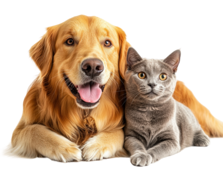 Playful dogs and cats together at home pet isolated on transparent background