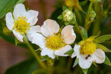 Spring blossom of sweet strawberry plant in organic garden, growing outdoor