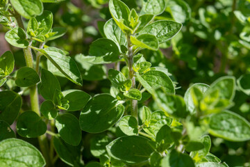 Botanical collection, medicinal, kitchen and aromatic plant oregano plant close up, mediterranean seasoning
