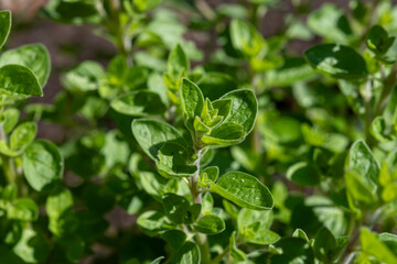 Botanical collection, medicinal, kitchen and aromatic plant oregano plant close up, mediterranean seasoning