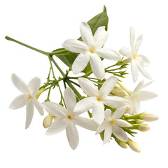 Fototapeta premium jasmine flower in Transparent Background A Bouquet of Fragrant White Jasmine Flowers on a Transparent Background