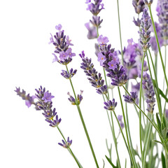 Obraz premium lavender flower in Transparent Background Lavender Flowers against Transparent Background, Beautiful Purple Blooms in Full Bloom, Aromatic Herbal Plants