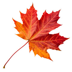 Obraz premium maple flower in Transparent Background Single Red and Orange Autumn Maple Leaf on Transparent Background