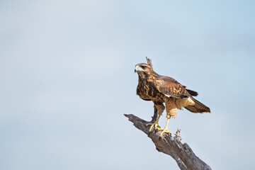 Gavião asa de telha jovem (Parabuteo unicinctus) lindo gavião jovem pousado em um galho de árvore seca