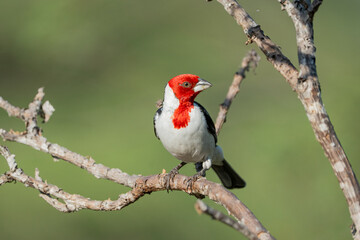Cardeal do nordeste (Paroaria dominicana) pousado e olhando para direita