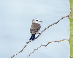 Freirinha fêmea (Arundinicola leucocephala) pousado em um galho com espinhos sob um lindo fundo...