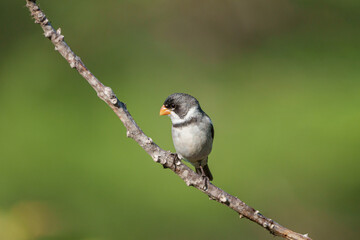 Golinho macho (Sporophila albogularis) pousado em um galho sob um lindo fundo verde desfocado