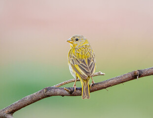 Canário da terra jovem macho (Sicalis flaveola) de costas sob um fundo verde e rosa desfocado