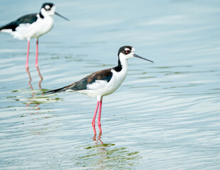 Casal de Pernilongo de costas negras (Himantopus mexicanus) na água