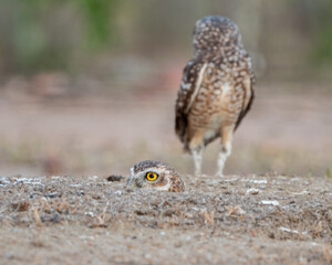 Casal de Coruja buraqueira (Athene cunicularia) coruja no ninho mostrando seu lindo olho amarelo e a outra de costas. Porque sou coruja de toca?