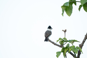 Tijerila macho (Xenopsaris albinucha) pousado em um galho de árvore