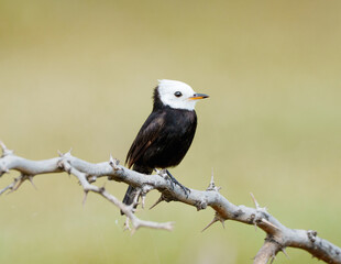 Freirinha macho (Arundinicola leucocephala) pousado em um galho com espinhos sob um lindo fundo...