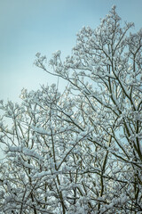 Snow-capped Treetops, against bright light-blue Sky in Background; Concept for Winter Season; Copy...