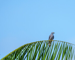 Gavião caracoleiro macho (Chondrohierax uncinatus) pousado em uma palha de coqueiro sob um lindo...