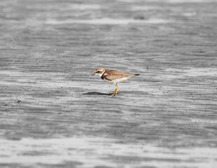 Batuíra de bando (Charadrius semipalmatus) colorida sob um fundo preto e branco com o bico cheio de lama de areia