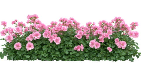 Delicate pink blossoms amidst lush greenery create a charming floral arrangement