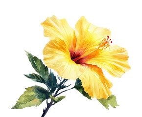 Vibrant yellow hibiscus flower nature watercolor isolated on transparent background © Nadya