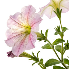 petunia flower in Transparent Background Light Pink Petunia Flowers with Green Stems and Leaves Against Transparent Background