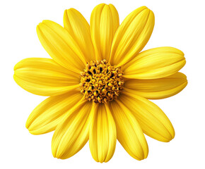 Vibrant yellow flower nature isolated on transparent background