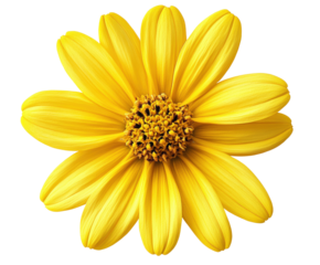 Vibrant yellow flower nature isolated on transparent background