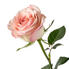 rose flower in Transparent Background A Single Light Pink Rose Blossom on a Transparent Background