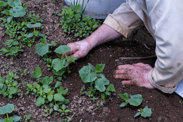 Close-up of a senior man planting cucumber plants in a garden