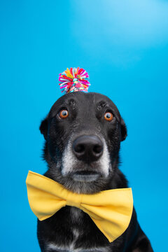 Portrait of a surprised black shepherd mix dog wearing a party hat and a bow tie sitting in front of a blue background
