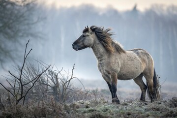 Obraz premium horse in the field