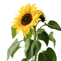 Obraz premium sunflower flower in Transparent Background A Single Sunflower in Bloom Near a Window Bright Yellow Petals and Green Leaves